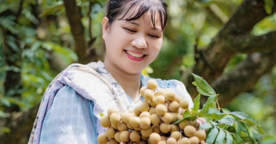 Mùa nhãn chín Hưng Yên ngọt thơm và trĩu quả khắp vườn quê