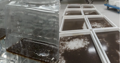 Trung Quốc thả 5 triệu muỗi Wolbachia mỗi tuần chống dịch Chikungunya