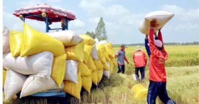 Giá gạo Việt Nam đứng vững giữa làn sóng giảm giá toàn cầu