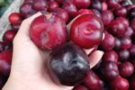 Mận cherry Trung Quốc giá rẻ 30.000 đồng/kg, cạnh tranh hàng nhập khẩu