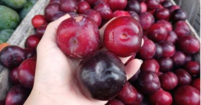 Mận cherry Trung Quốc giá rẻ 30.000 đồng/kg, cạnh tranh hàng nhập khẩu