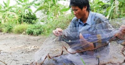Về vùng cá đồng U Minh Thượng nghe dân kể chuyện nuôi cá làm giàu