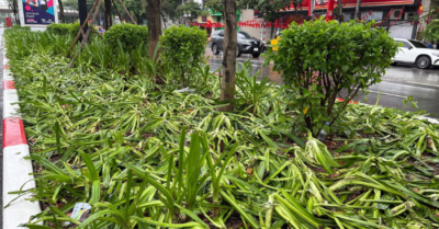 Gần 5.000m2 hoa, cây cảnh hỏng sau luyện tập