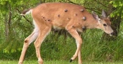 Nai đột biến với chi chít ‘bong bóng thịt’ xuất hiện ở Mỹ