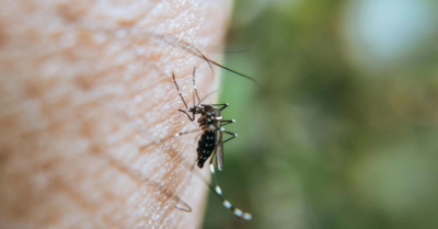 Phân biệt Chikungunya và sốt xuất huyết: 3 đặc điểm lâm sàng cần biết