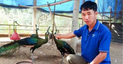 Nông dân Gia Lai nuôi chim quý, tạo sinh kế, nhận Huân chương Lao động