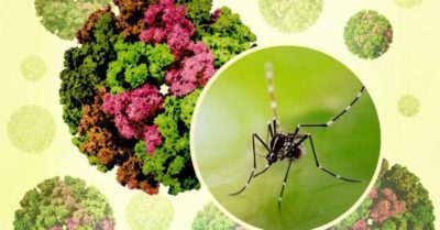 Chikungunya tăng tại nhiều nước, Bộ Y tế chỉ đạo khẩn