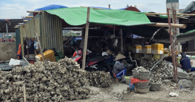 Hàu Quảng Ninh lao đao: Giá chạm đáy, hàu lậu Trung Quốc ồ ạt tràn vào
