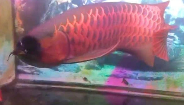 Cá huyết long Đắk Lắk