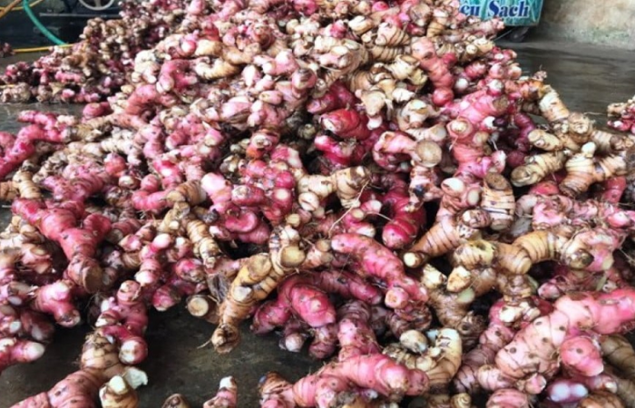dong riềng đỏ