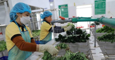 Bảo đảm nguồn cung rau xanh sau mưa lũ