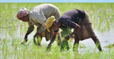 Hạt giống vô tính: Đột phá công nghệ hứa hẹn thay đổi nông nghiệp toàn cầu