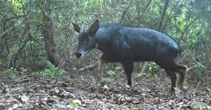 Công nghệ bẫy ảnh tại Ninh Bình