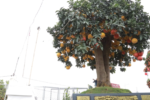 Hưng Yên: Tác phẩm bưởi cổ thụ trăm tuổi hội tụ 400 quả vàng đỏ
