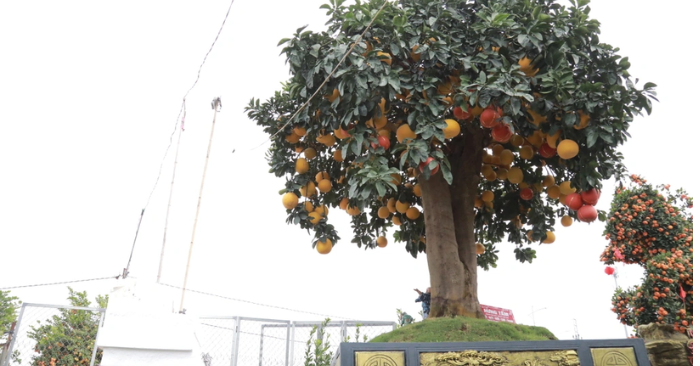 bưởi trăm tuổi Hưng Yên