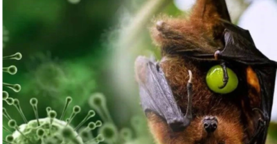 Ngành y tế Việt Nam xây dựng kịch bản ứng phó virus Nipah trước mùa lễ hội