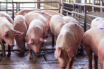 Giá lợn hơi tăng mạnh tại Việt Nam trong giai đoạn cận Tết Nguyên đán 2026