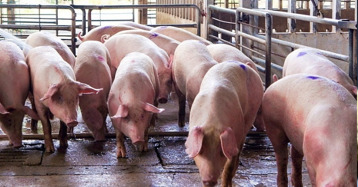 Giá lợn hơi tăng mạnh tại Việt Nam trong giai đoạn cận Tết Nguyên đán 2026