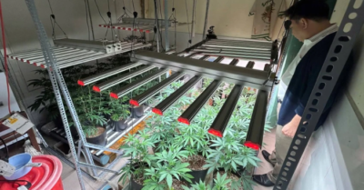 Đà Nẵng triệt phá mô hình trồng cần sa quy mô lớn chưa từng có