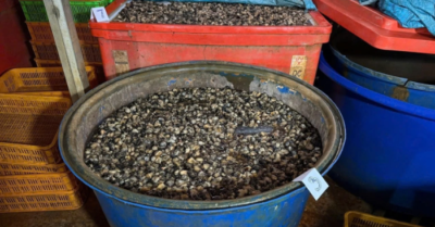 An toàn thực phẩm bị đe dọa bởi hóa chất thủy tinh lỏng