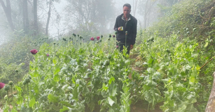 Trồng cây thuốc phiện trái phép: Hành vi lấy nhựa cây làm thuốc cho vật nuôi