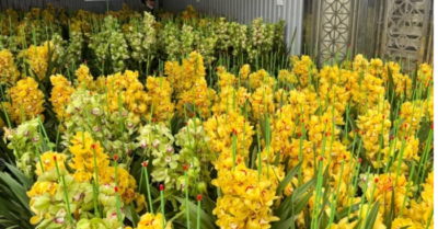 Nhiều loại cây cảnh giảm giá một nửa tại các chợ hoa Hà Nội ngày cuối năm