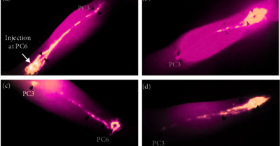 Phương pháp bảo tồn sức khỏe theo nhịp điệu đồng hồ tạng phủ tự nhiên