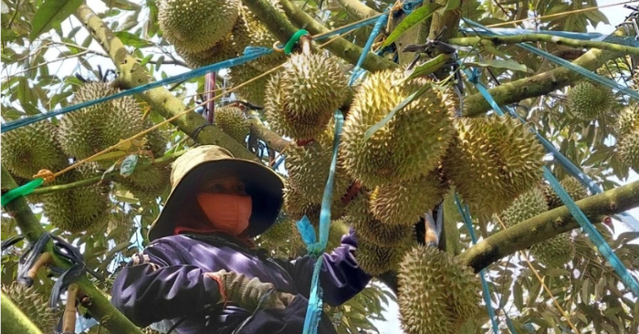 Sầu riêng việt nam