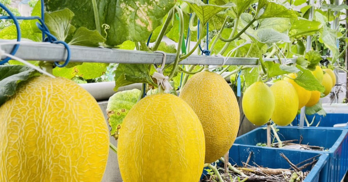 Trồng rau sạch trên sân thượng của gia đình tại Đà Nẵng