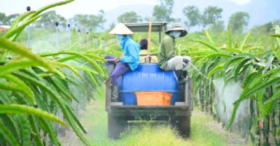 Nông sản Việt xuất khẩu EU và lộ trình thích ứng tiêu chuẩn mới