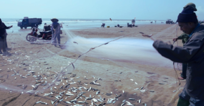 Mùa cá trích giúp ngư dân Thanh Hóa thu lãi triệu đồng mỗi ngày