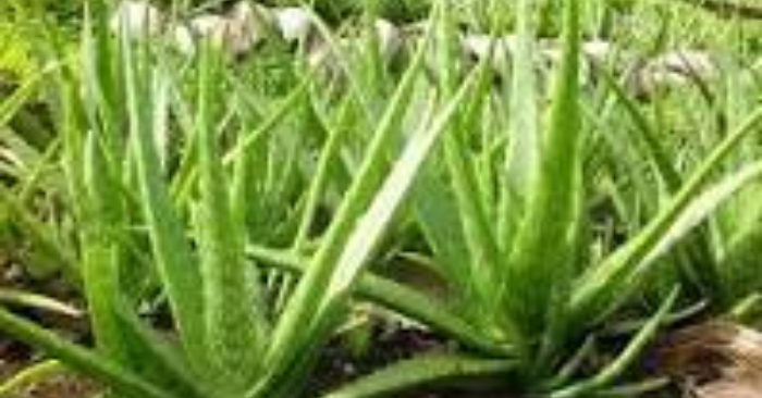 Kiểm soát acid uric hiệu quả nhờ 2 loại thảo dược tự nhiên