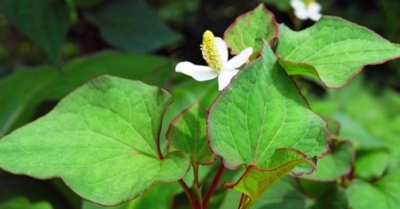 Giải pháp bảo vệ gan tự nhiên từ rau thảo mộc