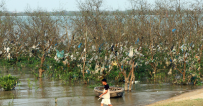 Ô nhiễm rừng bần Nghệ An đe dọa hệ sinh thái ven biển