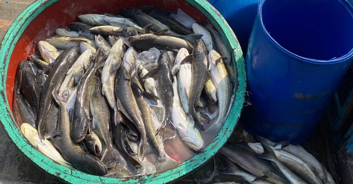 Cá bớp chết ở biển Lý Sơn: Vi khuẩn và thiếu oxy là nguyên nhân chính