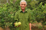Chanh vàng Mỹ ghép gốc bưởi giúp nông dân Thanh Hóa tăng thu nhập