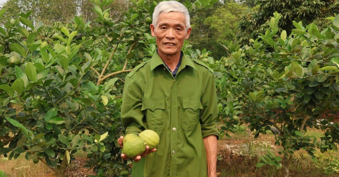 Chanh vàng Mỹ ghép gốc bưởi giúp nông dân Thanh Hóa tăng thu nhập