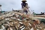 Cá trích Hà Tĩnh – Ngư dân vùng bãi ngang trúng đậm mùa lộc biển