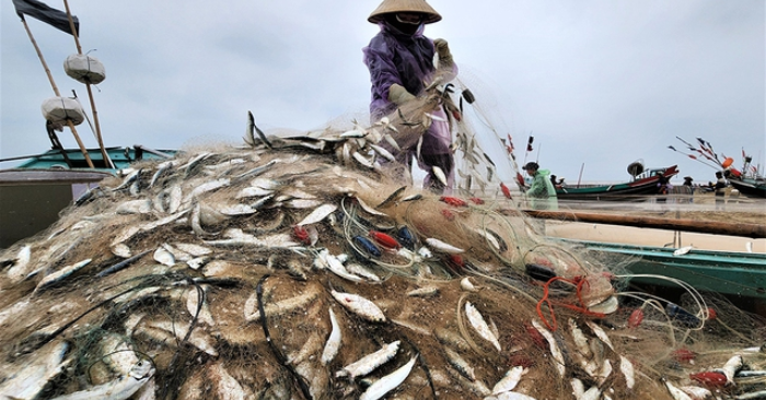 Cá trích Hà Tĩnh - Ngư dân vùng bãi ngang trúng đậm mùa lộc biển