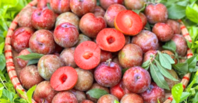 Mận hậu đầu mùa: Giá cao kỷ lục vẫn không đủ hàng bán