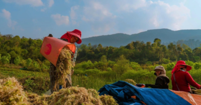 Mô hình trồng rêu: Hy vọng thoát nghèo cho người dân Y Tý