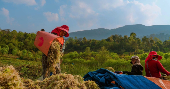 Mô hình trồng rêu: Hy vọng thoát nghèo cho người dân Y Tý