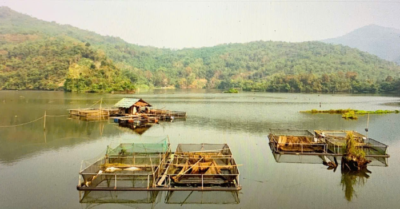 Nuôi cá lồng: Cách làm giàu từ cỏ và chuối rừng của người dân