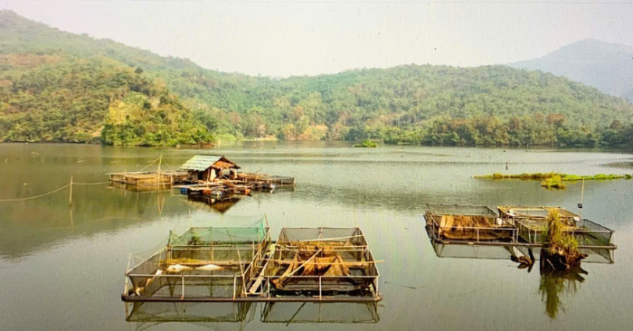 Nuôi cá lồng: Cách làm giàu từ cỏ và chuối rừng của người dân