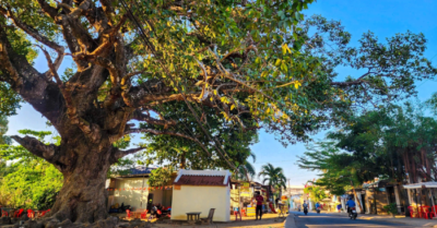 Cây dầu “mọc ngược” gần 8 thế kỷ và huyền tích về vị cao tăng tại Vĩnh Long