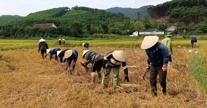 Tình làng nghĩa xóm: Người dân Hà Tĩnh chung tay giúp láng giềng gặt lúa