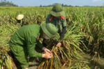 Công an giúp dân gặt lúa sau dông lốc tại Nghệ An