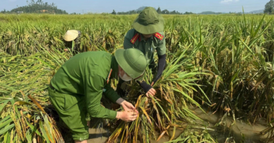 Công an giúp dân gặt lúa sau dông lốc tại Nghệ An