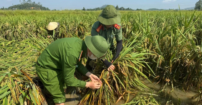 Công an giúp dân gặt lúa sau dông lốc tại Nghệ An