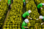 Sầu riêng Việt Nam: Ấn Độ nới lỏng kiểm dịch, mở đường xuất khẩu